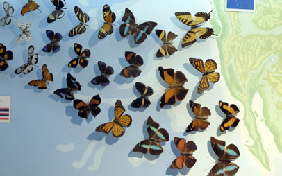 Butterfly Park & Insect Kingdom Сингапур